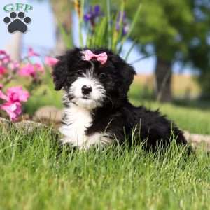 Ashley, Mini Bernedoodle Puppy